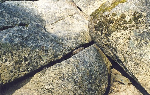 lizard.jpg (89480 bytes)